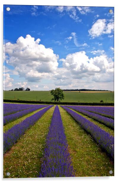 'Summertime Lavender Bliss, Cotswolds England' Acrylic by Andy Evans Photos