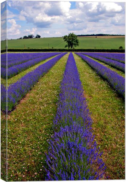 Quintessential English Lavender: Cotswolds' Summer Canvas Print by Andy Evans Photos