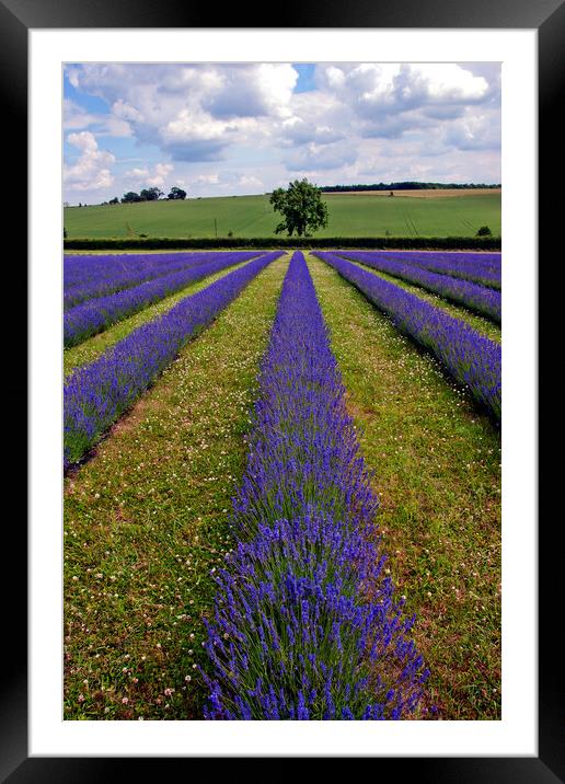 Quintessential English Lavender: Cotswolds' Summer Framed Mounted Print by Andy Evans Photos