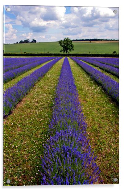 Quintessential English Lavender: Cotswolds' Summer Acrylic by Andy Evans Photos