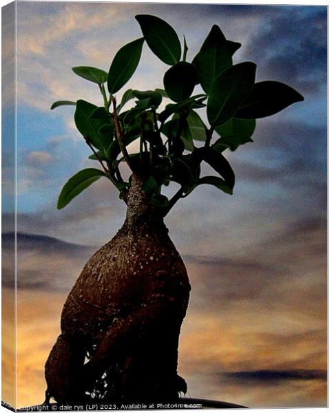 Delicate Elegance in Still Life Bonsai tree Canvas Print by dale rys (LP)