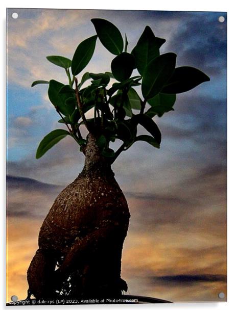 Delicate Elegance in Still Life Bonsai tree Acrylic by dale rys (LP)