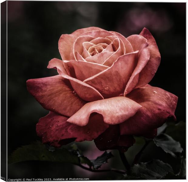 Rose 1  Canvas Print by Paul Tuckley
