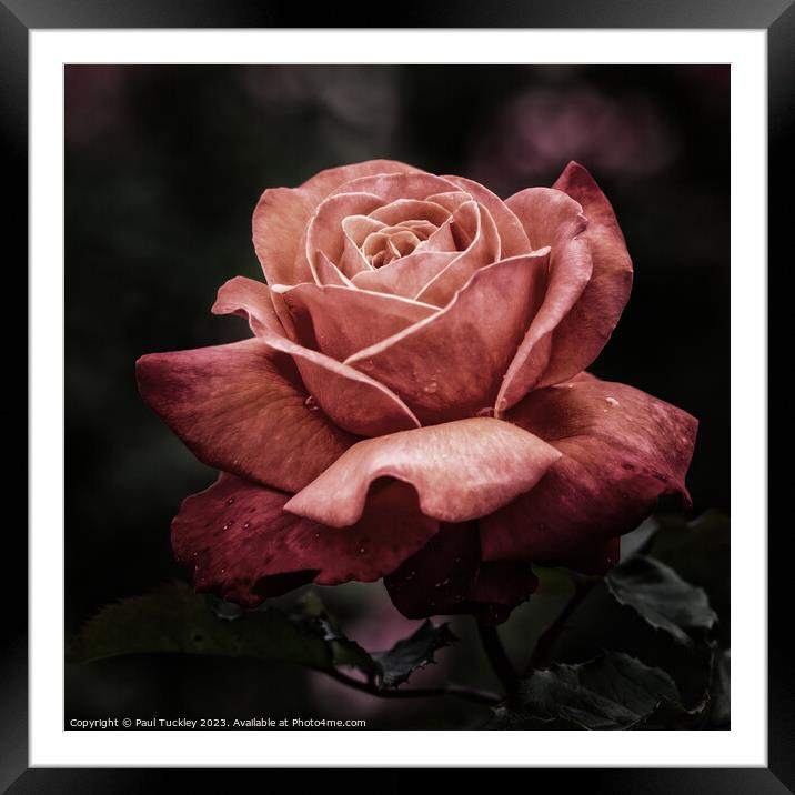Rose 1  Framed Mounted Print by Paul Tuckley
