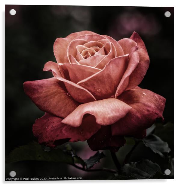 Rose 1  Acrylic by Paul Tuckley
