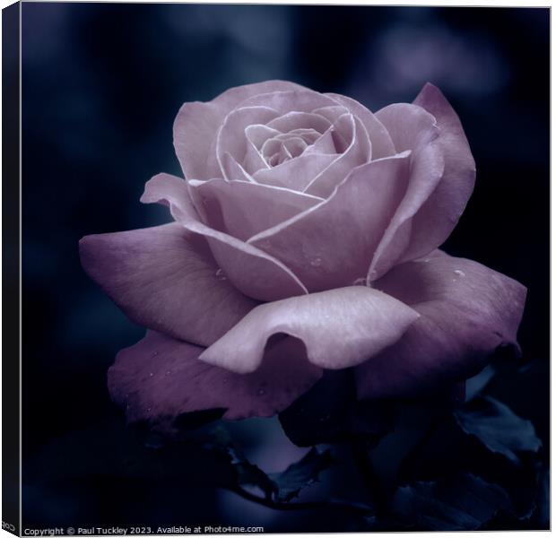 Rose 2 Canvas Print by Paul Tuckley