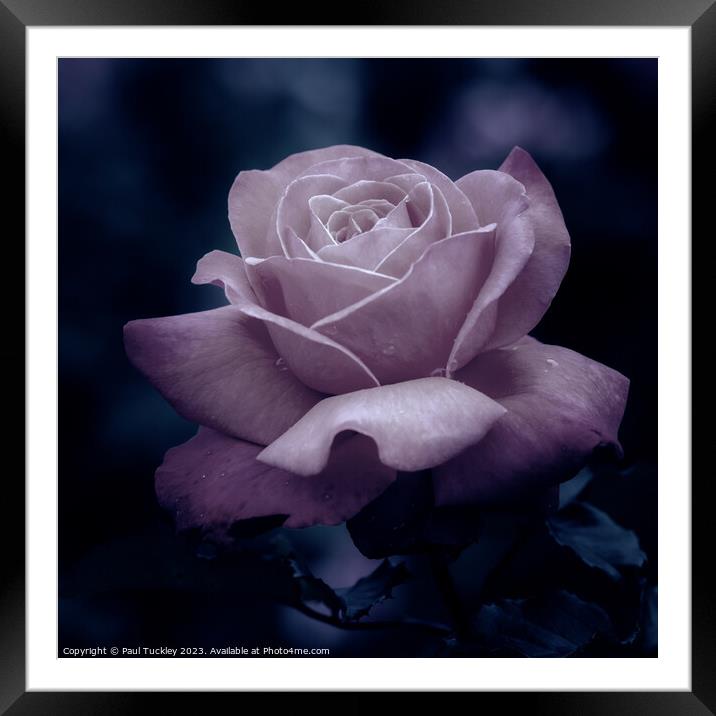 Rose 2 Framed Mounted Print by Paul Tuckley