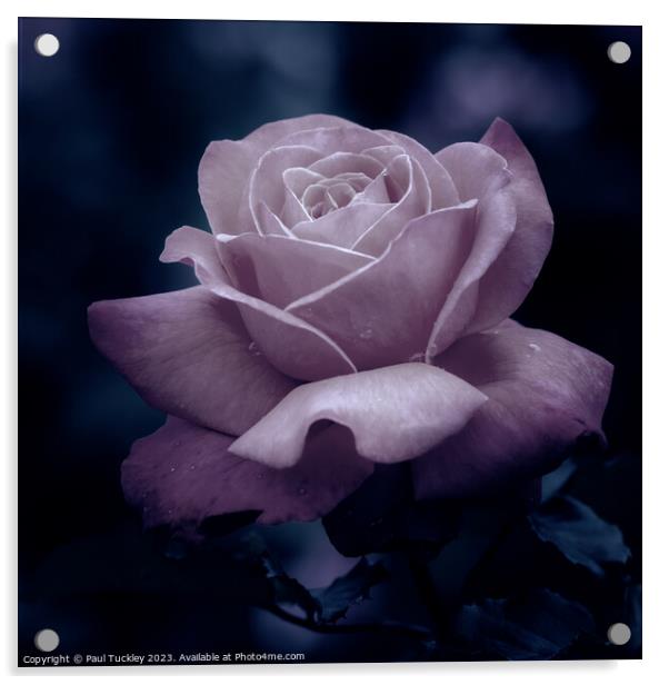 Rose 2 Acrylic by Paul Tuckley