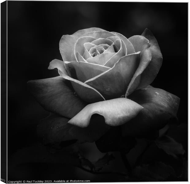 Rose 3 Canvas Print by Paul Tuckley