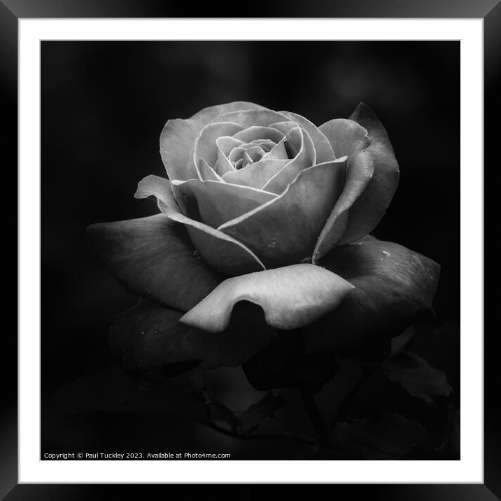Rose 3 Framed Mounted Print by Paul Tuckley