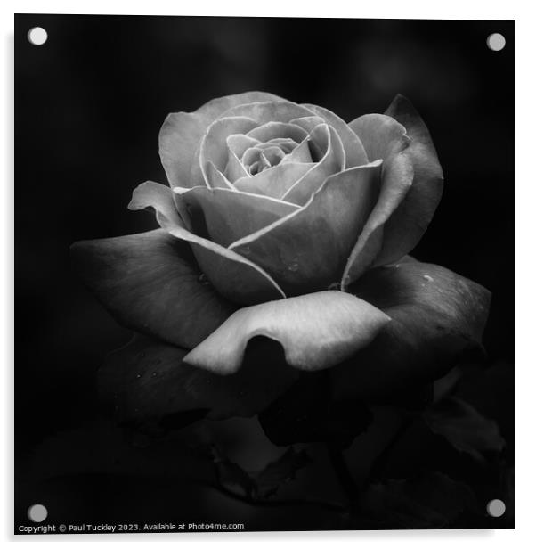 Rose 3 Acrylic by Paul Tuckley