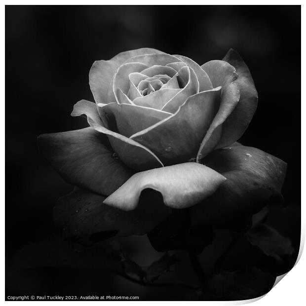 Rose 3 Print by Paul Tuckley