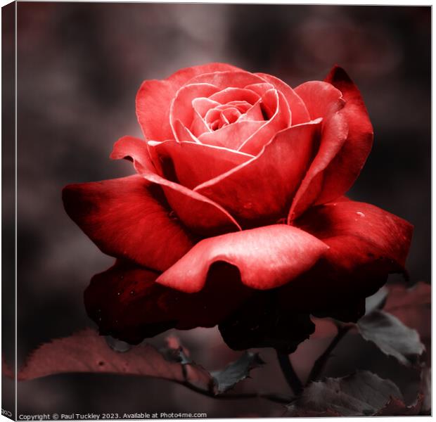 Rose 4 Canvas Print by Paul Tuckley