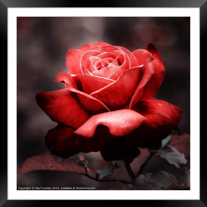 Rose 4 Framed Mounted Print by Paul Tuckley
