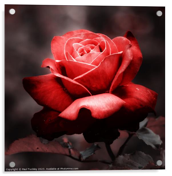 Rose 4 Acrylic by Paul Tuckley