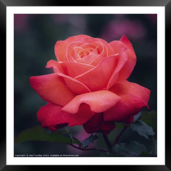 Rose 5 Framed Mounted Print by Paul Tuckley