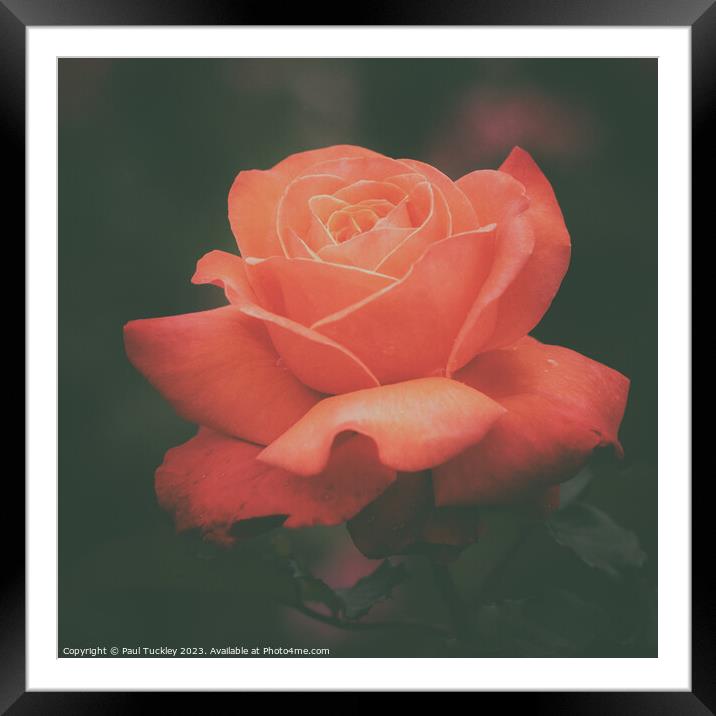 Rose 6  Framed Mounted Print by Paul Tuckley