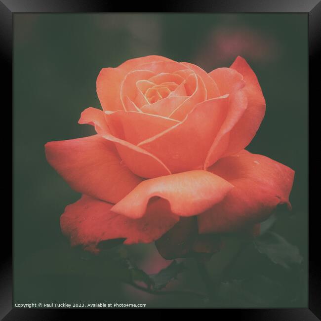Rose 6  Framed Print by Paul Tuckley