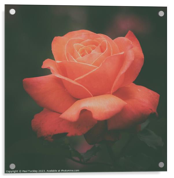 Rose 6  Acrylic by Paul Tuckley