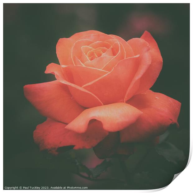 Rose 6  Print by Paul Tuckley