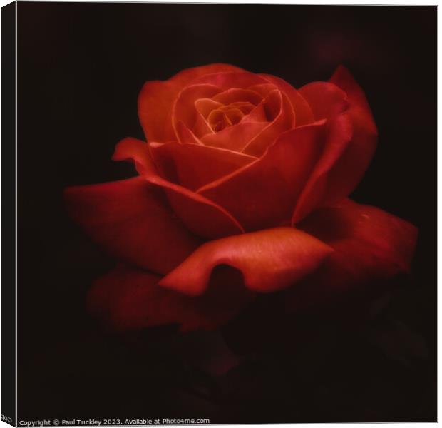 Rose 7 Canvas Print by Paul Tuckley