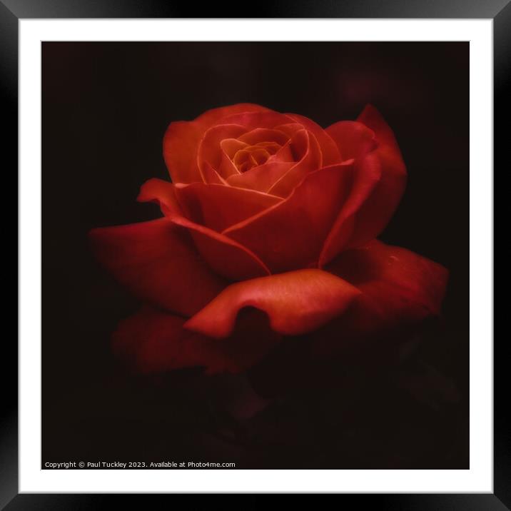 Rose 7 Framed Mounted Print by Paul Tuckley