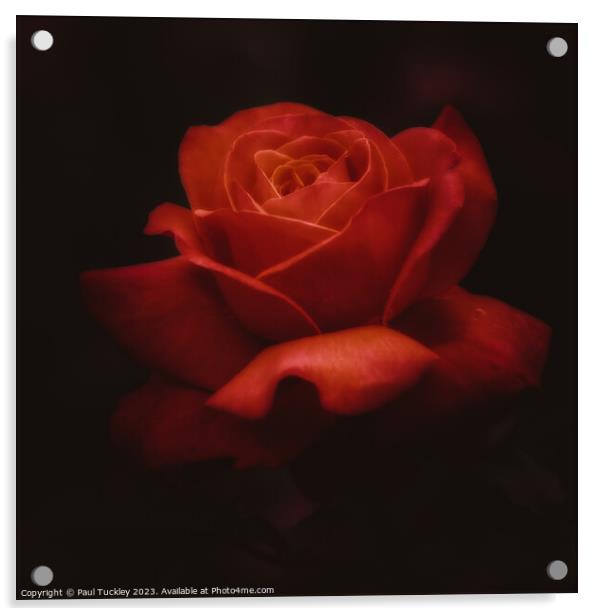 Rose 7 Acrylic by Paul Tuckley