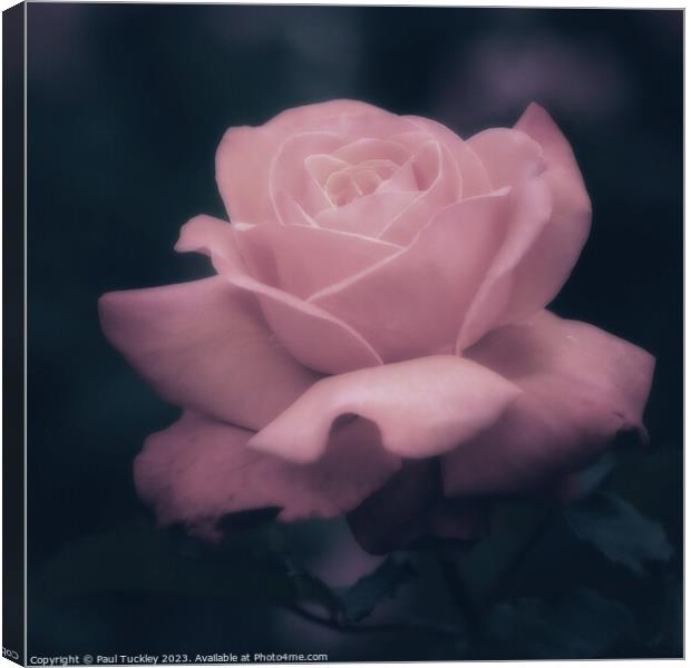 Rose 8 Canvas Print by Paul Tuckley