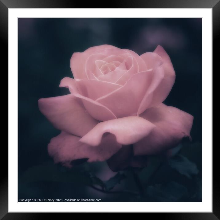 Rose 8 Framed Mounted Print by Paul Tuckley
