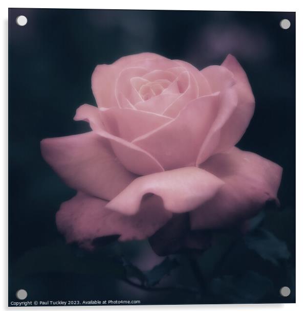 Rose 8 Acrylic by Paul Tuckley