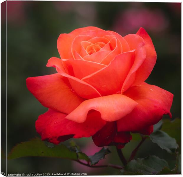 Rose 9 Canvas Print by Paul Tuckley