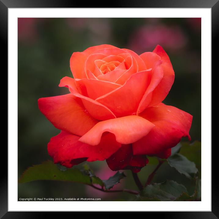 Rose 9 Framed Mounted Print by Paul Tuckley