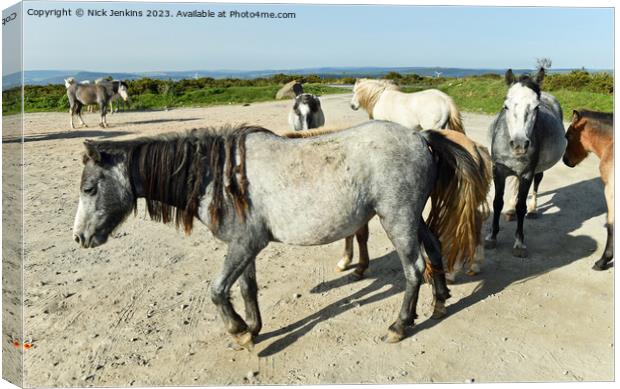 Wild Ponies in the Gelligaer Common Car Park in Se Canvas Print by Nick Jenkins