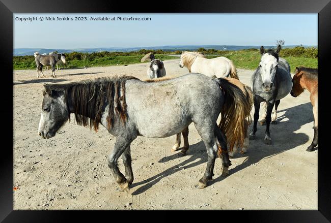 Wild Ponies in the Gelligaer Common Car Park in Se Framed Print by Nick Jenkins