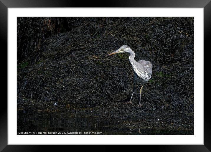 Elegant Grey Heron Immersed in Nature Framed Mounted Print by Tom McPherson