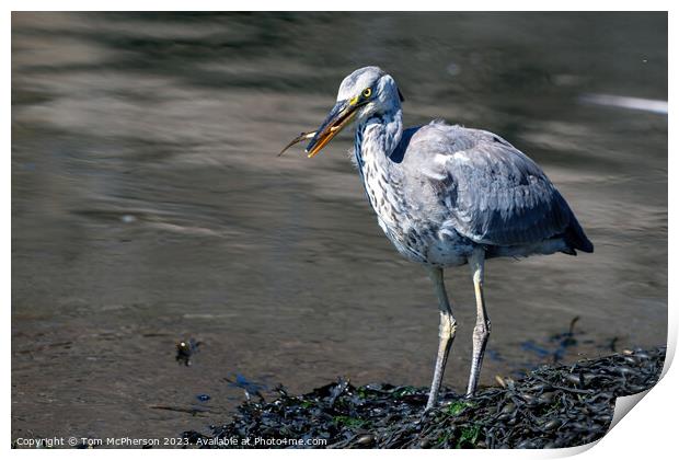 Grey Heron's Kingdom: Burghead Harbour Print by Tom McPherson