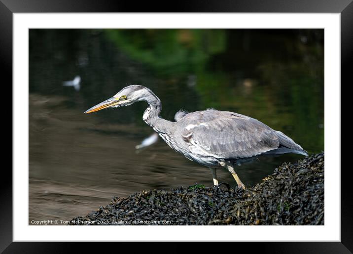 'Dawn Sentinel: Grey Heron at Harbour' Framed Mounted Print by Tom McPherson