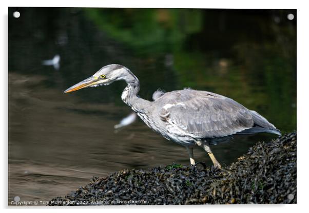 'Dawn Sentinel: Grey Heron at Harbour' Acrylic by Tom McPherson