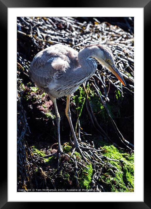 Elegant Grey Heron  Framed Mounted Print by Tom McPherson