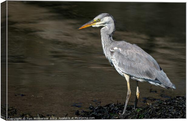 UK's Common Grey Heron Unveiled Canvas Print by Tom McPherson