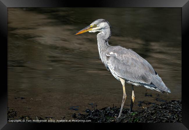UK's Common Grey Heron Unveiled Framed Print by Tom McPherson