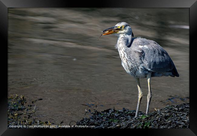 Britain's Ubiquitous Grey Heron Framed Print by Tom McPherson