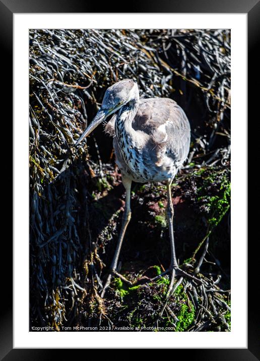 Enthralling Grey Heron Portrait Framed Mounted Print by Tom McPherson