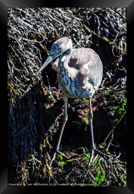 Enthralling Grey Heron Portrait Framed Print by Tom McPherson