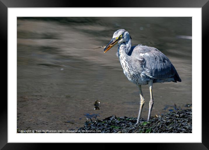 The Common Grey Heron: UK's Ubiquitous Waterbird Framed Mounted Print by Tom McPherson