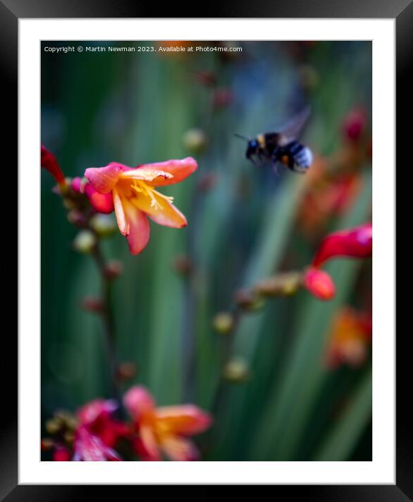 Bumblebee landing on a flower Framed Mounted Print by Martin Newman