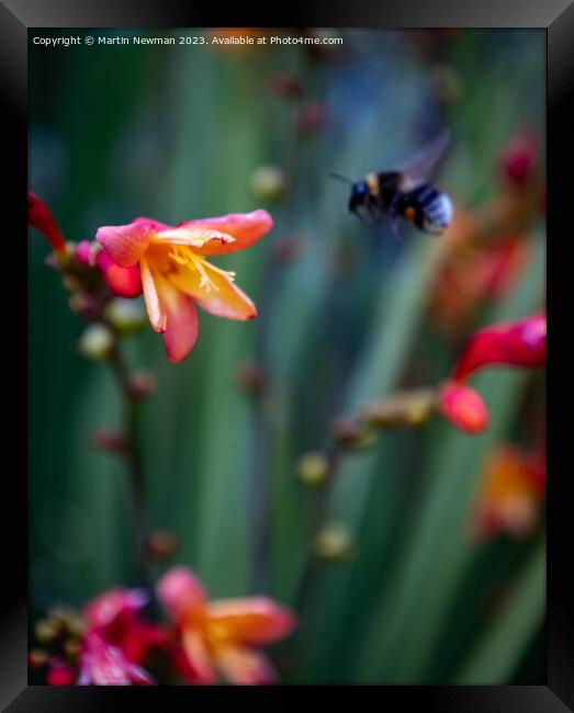 Bumblebee landing on a flower Framed Print by Martin Newman