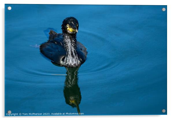 Young Cormorant's Dramatic Seaside Stance Acrylic by Tom McPherson