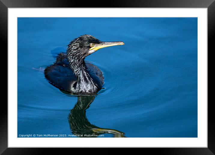 'Reptilian Glory: Cormorant at Burghead Harbour' Framed Mounted Print by Tom McPherson