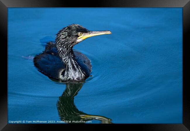 'Reptilian Glory: Cormorant at Burghead Harbour' Framed Print by Tom McPherson